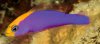 new pitichromis.jpg