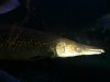 fishgeek 307.jpg