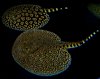 stingrays.jpg