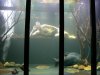 jack in tank 011.jpg