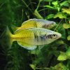 Bosemani%20Rainbowfish.jpg