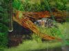 codys fish 004.jpg