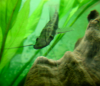 Lima Shovelnose.png Lima Shovelnose.png