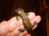 us fish 005.jpg