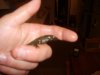 us fish 006.jpg