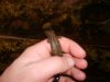 us fish 002.jpg