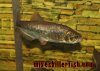 Brycon%20Barracuda%20mkf.jpg