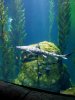 kelp5.JPG
