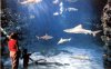 sharkpostcard.JPG