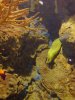 coral22.JPG