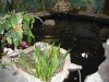 pond1.jpg