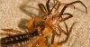 scorpion eats spider.jpg