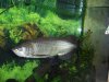 Liten Arowana.JPG