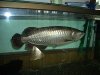 Arowana jardini.jpg