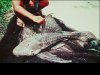 pleco-mondo.jpg