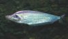 metallicsheatfish.jpg