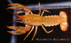 cambarus_polychromatus_top.gif