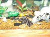 fish tank 239.jpg