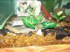 fish tank 240.jpg