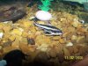 fish tank 247.jpg