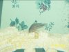 fish tank 250.jpg