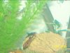 fish tank 264.jpg