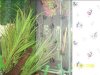 fish tank 226.jpg