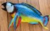 parrot fish.jpg