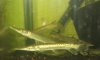 Alligator+gars.jpg