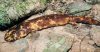 ZOO-039M_A-266_22_0003.jpg