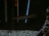 gars 001.jpg