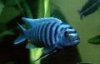 cobalt blue pseudzebra.jpg