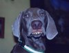 dog.jpg