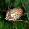 opilio_canestrinii_female.jpg