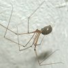 pholcus_phalangoides_female.jpg