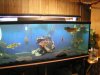 my tank.JPG
