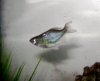 SB Danio.jpg