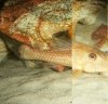 pleco.jpg
