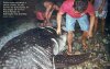 batangas-whaleshark.jpg