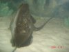 stingray 008.jpg