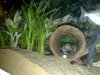 crawfish hiding.jpg
