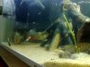 lobster checking the place.jpg