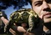 two_headed_turtle3.jpg