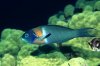 orange saddleback wrasse.jpg