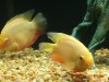 fish 010.JPG
