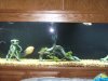 our fish 002.JPG