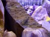 loach.jpg loach.jpg