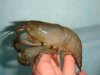 DSC00529.JPG