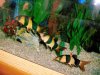 pleco 140.jpg