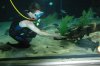 Hand feeding pacu.JPG